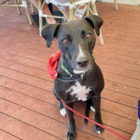 Photo of Fern *$250 Adoption Fee*