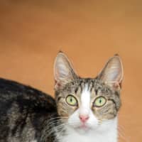 Photo of Sora