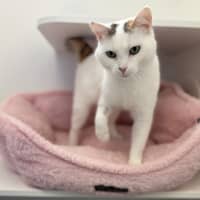 Photo of Lilly Pilly 