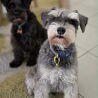 Photo of Ollie & Oscar