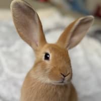 Photo of Leek (Bonded To Squash)