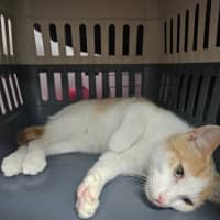 Photo of Harvey