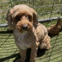 Photo of Kirby 