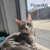Photo of Flynn