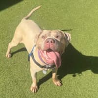 Photo of Goose