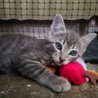 Photo of Humpty Dumpty