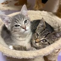 Photo of Joker **2nd Chance Cat Rescue**