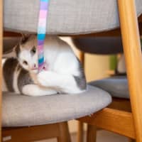 Photo of Clyde