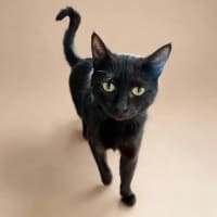 Photo of Bellatrix 