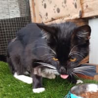 Photo of Betty Boop Now Available At Pet Quarters Morisset