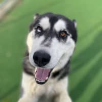 Photo of Balto