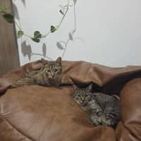 Photo of Milo / Otis