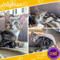 Photo of Jellybean