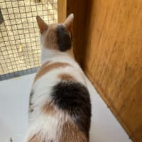 Photo of Bubbles