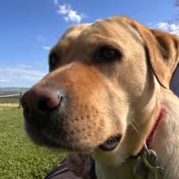 Photo of Molly 