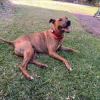 Photo of Trigger