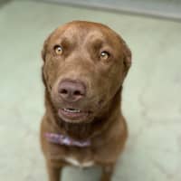 Photo of Ivy