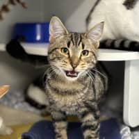 Photo of Alfred