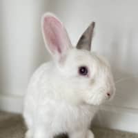 Photo of Wafer 