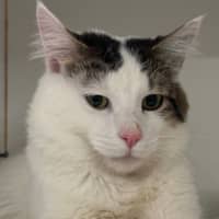 Photo of Snowy