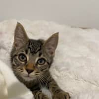 Photo of Coco 