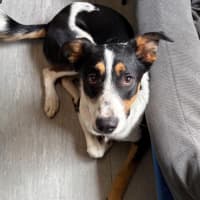 Photo of Beau