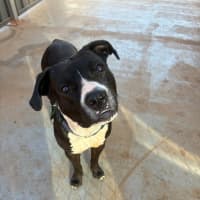 Photo of Koda
