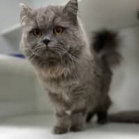 Photo of Boris