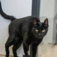 Photo of Evanescence