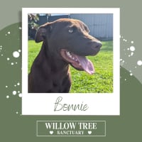 Photo of Bonnie