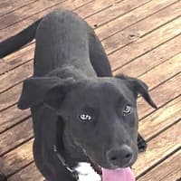 Photo of Turbo Aka Toby