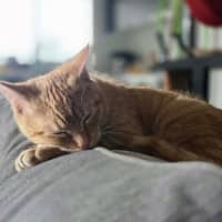 Photo of Bartholomew
