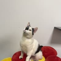 Photo of Minou (Was Little Girl)