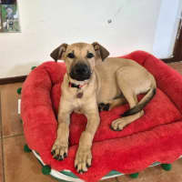 Photo of Sadie