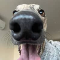 Photo of Peanut, The Pretty Greyhound