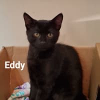 Photo of Eddy