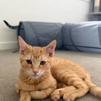 Photo of Honey