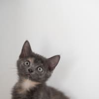 Photo of Tally