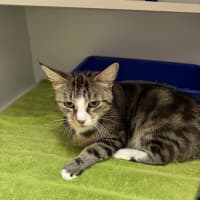 Photo of Sadie The Purring Lady