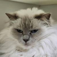 Photo of 🐱 Nahla 6461 🐱