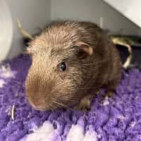 Photo of Basil