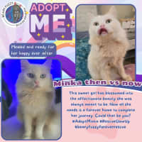 Photo of Minka (Located In Wantirna South)
