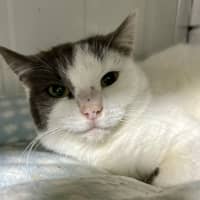 Photo of Lychee 