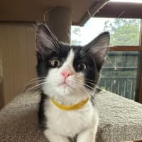 Photo of Pickle