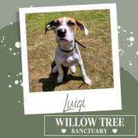 Photo of Luigi