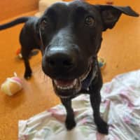 Photo of Tootsi