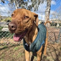 Photo of Pikelet 🥞