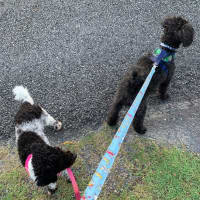 Photo of Boof And Cookie