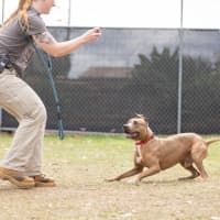 Photo of Boof