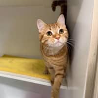 Photo of Honey